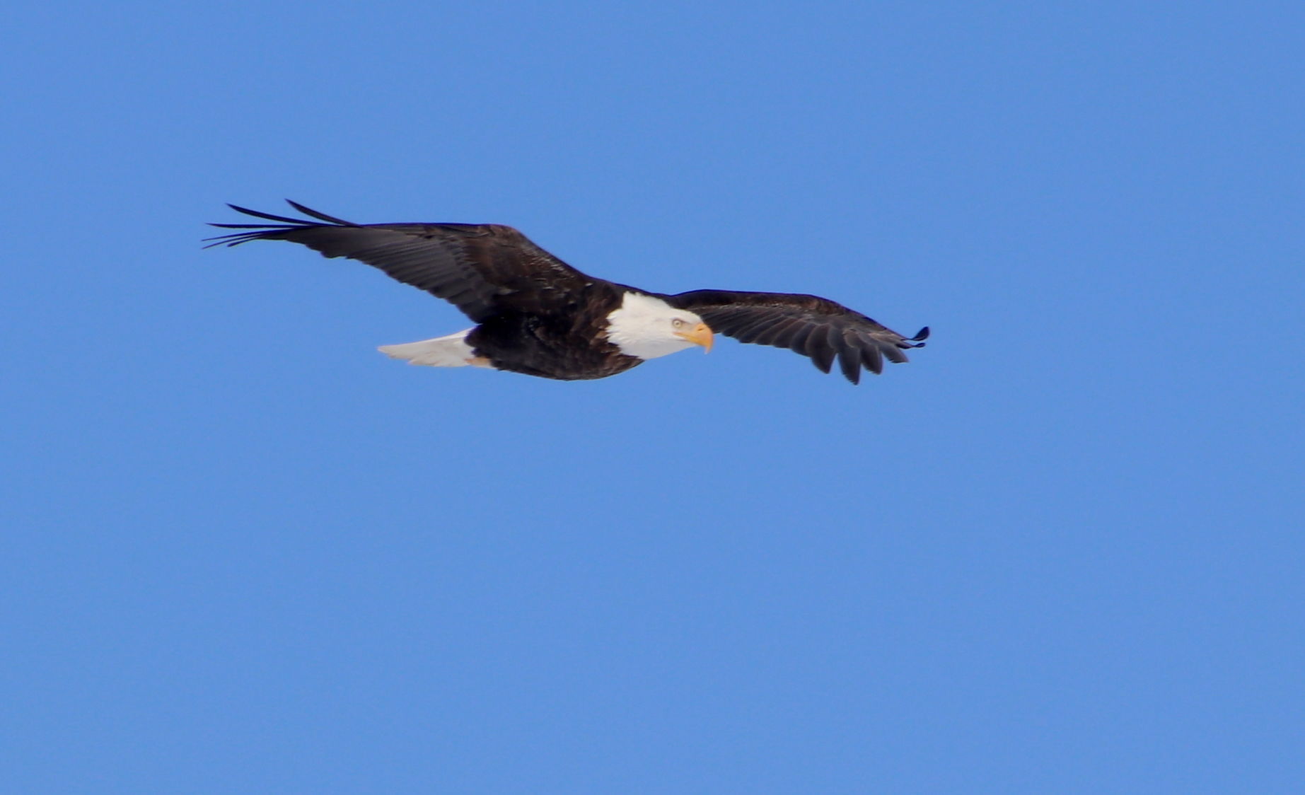 Hungry Eagle